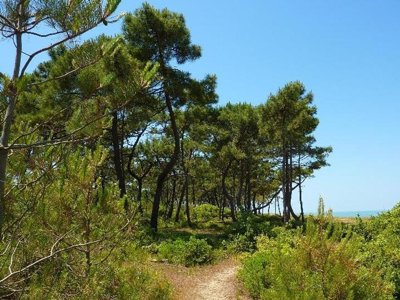 Cliquez pour découvrir toutes les photos de l'ÉTABLISSEMENT ! camping Le Suroit photo 20