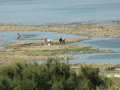 Cliquez pour découvrir toutes les photos de l'ÉTABLISSEMENT ! camping Le Suroit photo 25