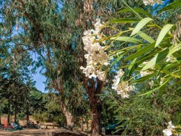 Camping Pas Cher vous présente avec son site Officiel campingpascher.fr, le Camping U Pezzo classé 2 étoiles, situé sur la commune de Saint Florent dans le département Corse Du Nord (Corse) en France. Le camping U Pezzo, vous présente un hébergement de type mobil-home pour 4 personnes avec climatisation. Le camping U Pezzo vous propose du mercredi 15 avril au mercredi 22 avril 2026 pour 7 nuits à 300€. Cette location propose 177 dates différentes pour réserver votre séjour. Découvrez également les 2 autres gammes d'hébergements du camping. Les Avis clients pour le Camping U Pezzo sont excellents avec une note moyenne de 8 sur 10. Mer, Aire de jeux enfants, Canoë-kayak, Court de tennis, Ping-pong, Piscine, Plongée, Pétanque, Randonnée, Épicerie,... En savoir plus : cliquez-ICI.