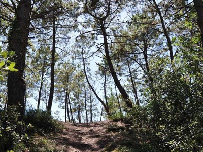 Cliquez pour découvrir toutes les photos de l'ÉTABLISSEMENT ! camping Domaine Des Pins photo 30