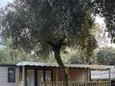 mobil-home - camping Domaine Des Pins photo 9