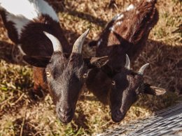 Camping Pas Cher vous présente avec son site Officiel campingpascher.fr, le Camping Village La Guyonniere classé 5 étoiles, situé sur la commune de Saint Julien Des Landes dans le département Vendée (Pays De La Loire) en France. Le camping Village La Guyonniere vous propose un hébergement de type mobil-home de 35 m² pour 1 personne avec climatisation. L'établissement vous propose 17 autres types d'hébergements. Découvrez tous nos séjours à petits prix dans la commune et aux alentours de Saint Julien Des Landes du département : Vendée (Pays De La Loire). Les Avis clients pour le Camping Village La Guyonniere sont excellents avec une note moyenne de 8 sur 10. Parc aquatique, Piscine couverte, Piscine extérieure, Animation enfants, Animations familiales, Club enfants, Aire de jeux enfants, Court de tennis, Flipper, Piscine, Pétanque, Structure gonflable enfants, Terrain de basketball, Terrain de football, Terrain de volley-ball, Terrain multisports, Bar, Dépôt de pain, Restaurant, Snack/Bar, Épicerie,... En savoir plus : cliquez-ICI.