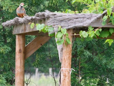 camping Les Arches photo 18