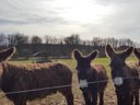 Cliquez pour découvrir toutes les photos de l'ÉTABLISSEMENT ! camping Le Lizot photo 8