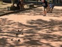 Cliquez pour découvrir toutes les photos de l'ÉTABLISSEMENT ! camping Les Maraises photo 9