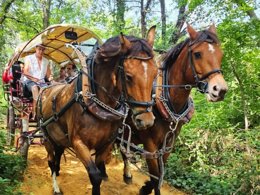 Camping Pas Cher vous présente avec son site Officiel campingpascher.fr, le Camping Domaine Des Chênes Blancs Pausado classé 3 étoiles, situé sur la commune de Saint Saturnin Les Apt dans le département Vaucluse (Provence Alpes Côte D'azur) en France. Le camping Domaine Des Chênes Blancs Pausado, vous présente un hébergement de type mobil-home de 24 m² pour 4 personnes avec climatisation. Le camping Domaine Des Chênes Blancs Pausado vous propose du dimanche 04 octobre au dimanche 11 octobre 2026, en promotion à -20% pour 7 nuits à 396 € au lieu de 495,0 € soit une Économie de 99 €. Cette location propose 143 dates différentes pour réserver votre séjour. Découvrez également les 18 autres gammes d'hébergements du camping. Les Avis clients pour le Camping Domaine Des Chênes Blancs Pausado sont excellents avec une note moyenne de 8 sur 10. Piscine chauffée, Piscine extérieure, Animations familiales, Club enfants, Aire de jeux enfants, Baby-foot, Cyclisme, Escalade, Ping-pong, Pétanque, Randonnée, Terrain multisports, Bar, Dépôt de pain, Restaurant, Épicerie,... En savoir plus : cliquez-ICI.