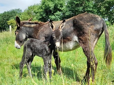 Cliquez pour découvrir toutes les photos de l'ÉTABLISSEMENT ! camping Les Rulières photo 16