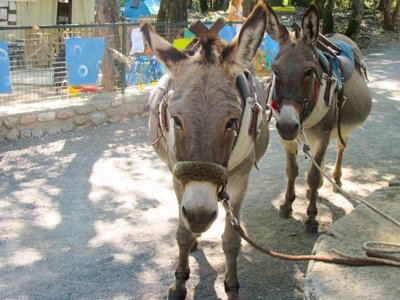 Cliquez pour découvrir toutes les photos de l'ÉTABLISSEMENT ! camping Domaine Des Blachas photo 14