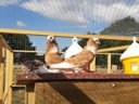 établissement Les P'Tites Maisons Dans La Prairie photo 8