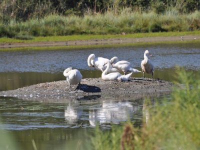 Cliquez pour découvrir toutes les photos de l'ÉTABLISSEMENT ! camping Les Mouettes photo 20