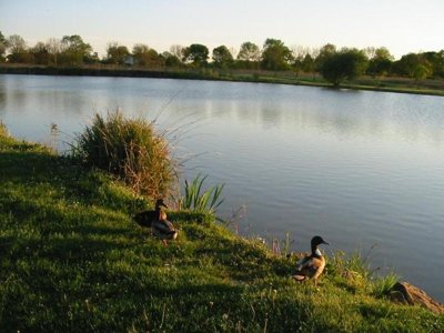 camping Du Lac De Saujon photo 4