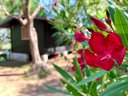 Cliquez pour découvrir toutes les photos de l'HÉBERGEMENT ! bungalow - camping Village Santa Fortunata photo 2