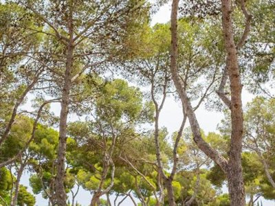 Cliquez pour découvrir toutes les photos de l'ÉTABLISSEMENT ! camping Relax Sol photo 22