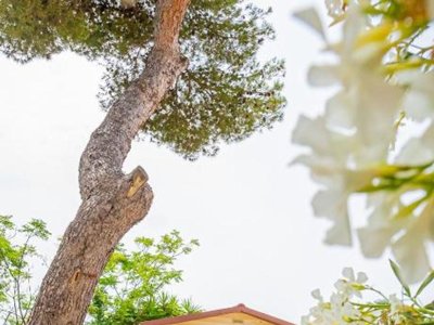 Cliquez pour découvrir toutes les photos de l'ÉTABLISSEMENT ! camping Relax Sol photo 6