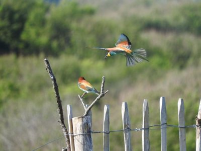 camping Kerlaz photo 18