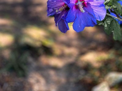 camping Le Matin Calme photo 18