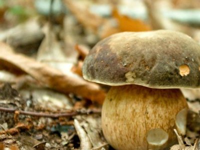 Cliquez pour découvrir toutes les photos de l'ÉTABLISSEMENT ! camping Flower La Sagne photo 25