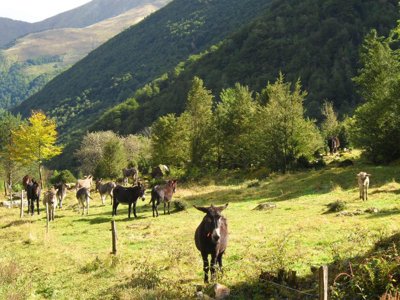 camping Le Haut Salat photo 16