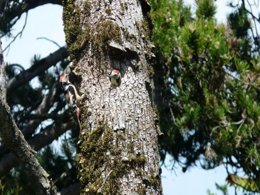 Camping Pas Cher vous présente avec son site Officiel campingpascher.fr, le Camping Château De Lacomté classé 4 étoiles, situé sur la commune de Carlucet dans le département Lot (Midi Pyrénées) en France. Le camping Château De Lacomté vous propose un hébergement de type maison (télévision). L'établissement vous propose 3 autres types d'hébergements. Découvrez tous nos séjours à petits prix dans la commune et aux alentours de Carlucet du département : Lot (Midi Pyrénées). Les Avis clients pour le Camping Château De Lacomté sont de 7 sur 10. Piscine extérieure, Animations familiales, Canoë-kayak, Court de tennis, Cyclisme, Golf, Pétanque, Randonnée, Bar, Restaurant, Supermarché,... En savoir plus : cliquez-ICI.