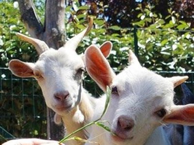 Cliquez pour découvrir toutes les photos de l'ÉTABLISSEMENT ! camping La Ferme De Lann Hoëdic photo 6