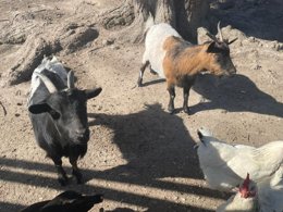 Camping Pas Cher vous présente avec son site Officiel campingpascher.fr, le Établissement Aqua 3 Masses, situé sur la commune de Saint Pierre D'oléron dans le département Charente-maritime (Poitou-charentes) en France. L'établissement Aqua 3 Masses vous propose un hébergement de type appartement de 25 m². L'établissement vous propose 11 autres types d'hébergements. Découvrez tous nos séjours à petits prix dans la commune et aux alentours de Saint Pierre D'oléron du département : Charente-maritime (Poitou-charentes).... En savoir plus : cliquez-ICI.