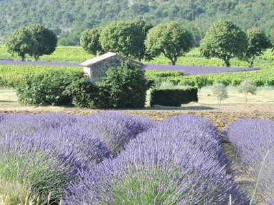 camping Les Terrasses Provençales photo 16