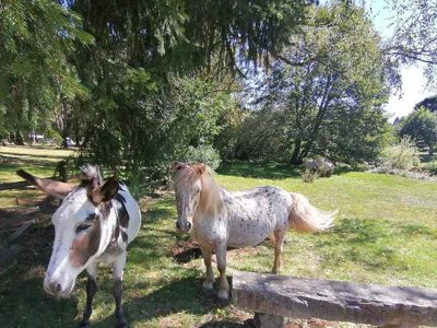 Cliquez pour découvrir toutes les photos de l'ÉTABLISSEMENT ! camping Aux Portes Des Mille Sources photo 19