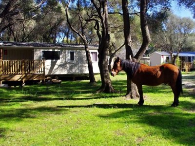 Cliquez pour découvrir toutes les photos de l'HÉBERGEMENT ! mobil-home - Casa Di Luna photo 6