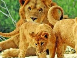 Camping Pas Cher vous présente avec son site Officiel campingpascher.fr, le Camping Paradis Soleil D'Oc classé 4 étoiles, situé sur la commune de Narbonne Plage dans le département Aude (Languedoc Roussillon) en France. Le camping Paradis Soleil D'Oc, vous présente un hébergement de type mobil-home pour 4 personnes. Le camping Paradis Soleil D'Oc vous propose du mardi 28 avril au mardi 05 mai 2026, en promotion à -20% pour 7 nuits à 187 € au lieu de 234,0 € soit une Économie de 47 €. Cette location propose 117 dates différentes pour réserver votre séjour. Découvrez également les 15 autres gammes d'hébergements du camping. Les Avis clients pour le Camping Paradis Soleil D'Oc sont excellents avec une note moyenne de 8 sur 10. Lagon, Animations familiales, Club enfants, Aire de jeux enfants, Canoë-kayak, Centre équestre, Ping-pong, Planche à voile, Plongée, Pétanque, Structure gonflable enfants, Terrain de volley-ball, Bar, Dépôt de pain, Snack/Bar, Supermarché, Épicerie,... En savoir plus : cliquez-ICI.