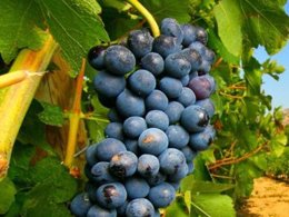 Camping Pas Cher vous présente avec son site Officiel campingpascher.fr, le Camping Paradis Soleil D'Oc classé 4 étoiles, situé sur la commune de Narbonne Plage dans le département Aude (Languedoc Roussillon) en France. Le camping Paradis Soleil D'Oc, vous présente un hébergement de type mobil-home pour 4 personnes. Le camping Paradis Soleil D'Oc vous propose du dimanche 20 septembre au dimanche 27 septembre 2026, en promotion à -21% pour 7 nuits à 154 € au lieu de 196,0 € soit une Économie de 42 €. Cette location propose 117 dates différentes pour réserver votre séjour. Découvrez également les 15 autres gammes d'hébergements du camping. Les Avis clients pour le Camping Paradis Soleil D'Oc sont excellents avec une note moyenne de 8 sur 10. Lagon, Animations familiales, Club enfants, Aire de jeux enfants, Canoë-kayak, Centre équestre, Ping-pong, Planche à voile, Plongée, Pétanque, Structure gonflable enfants, Terrain de volley-ball, Bar, Dépôt de pain, Snack/Bar, Supermarché, Épicerie,... En savoir plus : cliquez-ICI.