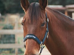 Camping Pas Cher vous présente avec son site Officiel campingpascher.fr, le Camping Le Haras classé 4 étoiles, situé sur la commune de Palau Del Vidre dans le département Pyrénées-orientales (Languedoc Roussillon) en France. Le camping Le Haras, vous présente un hébergement de type mobil-home de 24 m² pour 4 personnes avec climatisation et télévision. Le camping Le Haras vous propose du lundi 06 avril au lundi 13 avril 2026 pour 7 nuits à 429€. Cette location propose 54 dates différentes pour réserver votre séjour. Découvrez également les 7 autres gammes d'hébergements du camping. LacMer, Piscine extérieure, Animation enfants, Animations familiales, Aire de jeux enfants, Cyclisme, Ping-pong, Pétanque, Terrain de volley-ball, Trampoline, Boulangerie, Dépôt de pain, Restaurant, Snack/Bar, Station-service, Supermarché, Épicerie,... En savoir plus : cliquez-ICI.