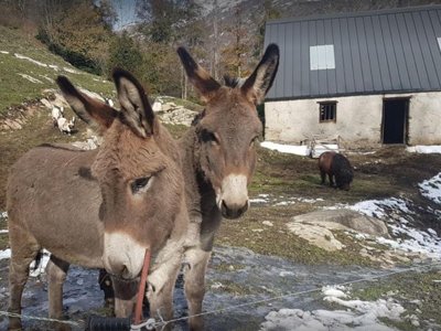 camping Les Tilleuls photo 3