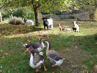 camping Les Tilleuls photo 5