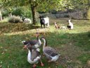camping Les Tilleuls photo 5