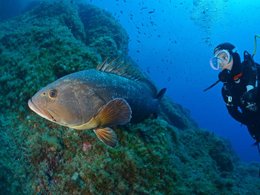 Camping Pas Cher vous présente avec son site Officiel campingpascher.fr, le Camping International classé 4 étoiles, situé sur la commune de Giens dans le département Var (Provence Alpes Côte D'azur) en France. Le camping International, vous présente un hébergement de type mobil-home de 36 m² avec climatisation et télévision. Le camping International vous propose du jeudi 01 janvier au jeudi 08 janvier 2026 pour 7 nuits à 502€. Cette location propose 216 dates différentes pour réserver votre séjour. Découvrez également les 18 autres gammes d'hébergements du camping. Les Avis clients pour le Camping International sont excellents avec une note moyenne de 8 sur 10. Mer, Piscine extérieure, Animations familiales, Aire de jeux enfants, Ping-pong, Plongée, Dépôt de pain, Restaurant, Snack/Bar, Épicerie,... En savoir plus : cliquez-ICI.