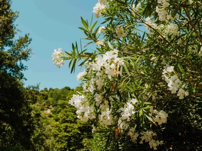 Cliquez pour découvrir toutes les photos de l'ÉTABLISSEMENT ! camping Routes Du Monde - Val Fleuri photo 16
