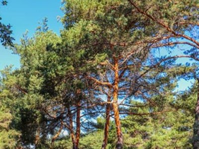 Cliquez pour découvrir toutes les photos de l'ÉTABLISSEMENT ! camping CAMPASUN Le Soleil photo 12