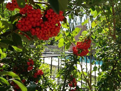 camping Lodges & Nature photo 7