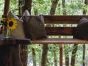 Cliquez pour découvrir toutes les photos de l'HÉBERGEMENT ! tente en toile et bois - camping Le Camp photo 2
