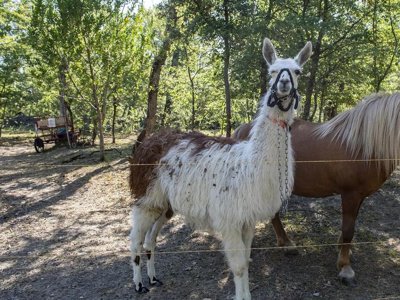Cliquez pour découvrir toutes les photos de l'ÉTABLISSEMENT ! camping Flower Les Rives De L'Aygues photo 15