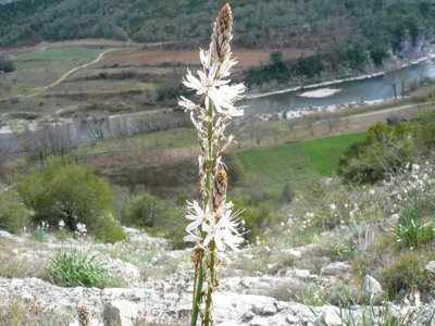 camping Les Hortensias photo 24