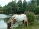 Cliquez pour découvrir toutes les photos de l'ÉTABLISSEMENT ! camping La Motte Flottante photo 11