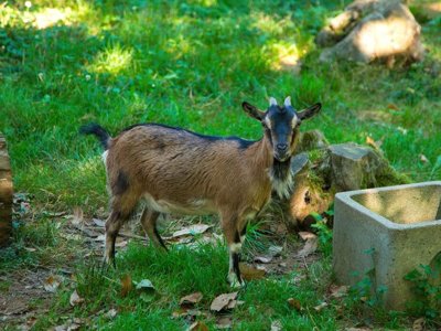 Cliquez pour découvrir toutes les photos de l'ÉTABLISSEMENT ! camping Flower Les Nauves photo 25