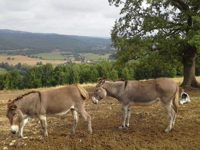 camping La Ferme Du Pelou photo 4