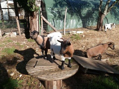 camping La Ferme Du Pelou photo 5