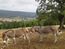 camping La Ferme Du Pelou photo 4