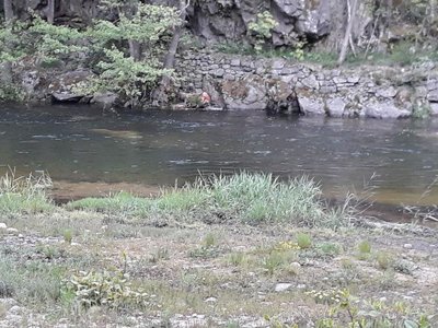 Cliquez pour découvrir toutes les photos de l'ÉTABLISSEMENT ! camping Les Roches photo 15