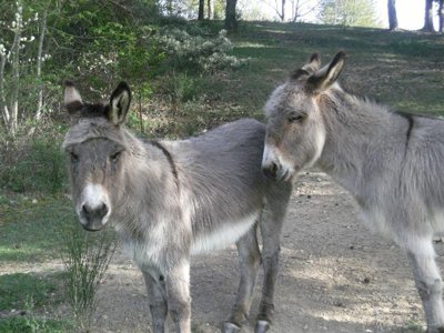 Cliquez pour découvrir toutes les photos de l'ÉTABLISSEMENT ! camping Les Roches photo 20