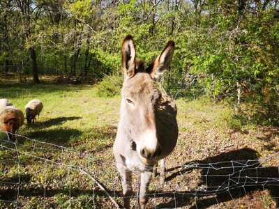 Cliquez pour découvrir toutes les photos de l'ÉTABLISSEMENT ! camping La Fage photo 20