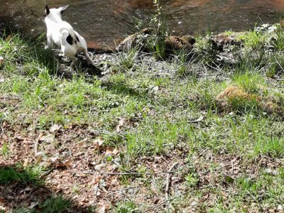 Cliquez pour découvrir toutes les photos de l'ÉTABLISSEMENT ! camping La Petite Rivière photo 21